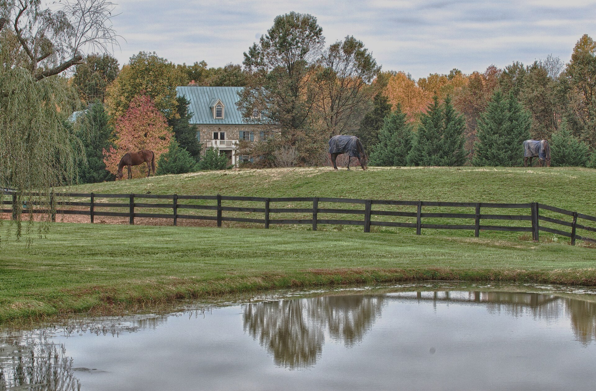 Horses grazing behind black board fencing in Middleburg hunt country, autumn foliage reflected in a pond
